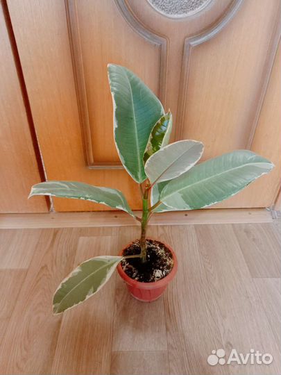 Фикус эластика тинеке