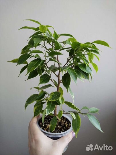 Фикусы, сорта разнын