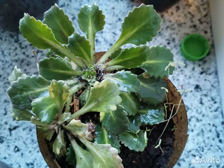 Многолетние цветы мамбреция