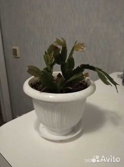 3 декабриста (розовый, белый и оранжевый)