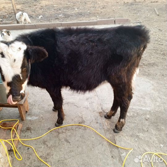 Корова дойная Телки Бычки