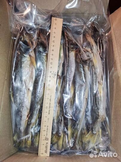 Корюшка вяленая камчатка малосол крупная супер пре