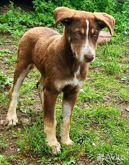 Собака в добрые руки отдам бесплатно