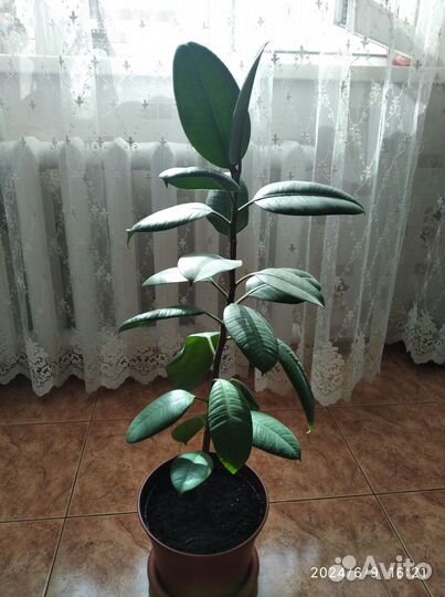 Комнатные цветы