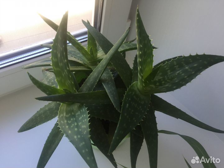 Отростки Алоэ пятнистое, Гастерия