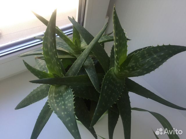 Отростки Алоэ пятнистое, Гастерия