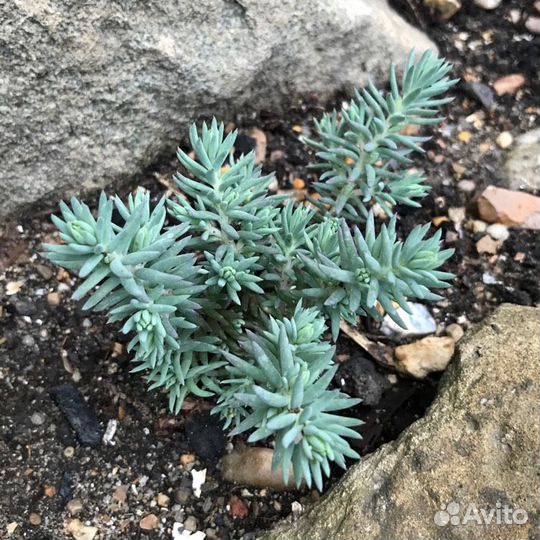 Растения для альпийской горки