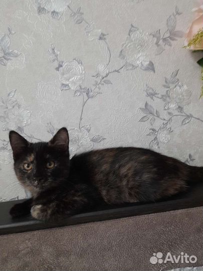 В добрые руки