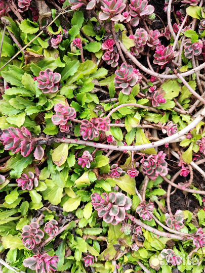 Почвопокровные растения