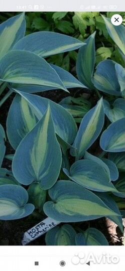 Саженцы хосты