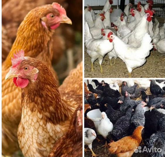Куры молодки-несушки