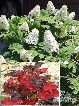 Дуболистные, Черешковые, Вьющиеся Гортензии