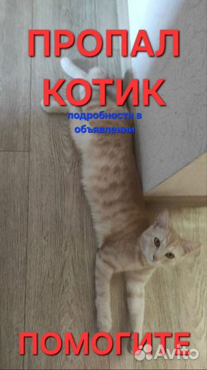 Кот Хирка