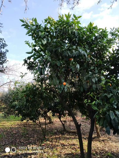 Участок 33 сот. (ИЖС)