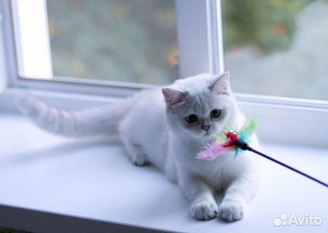 Синеглазая шотландская девочка