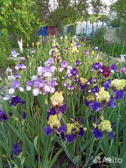 Ирисы