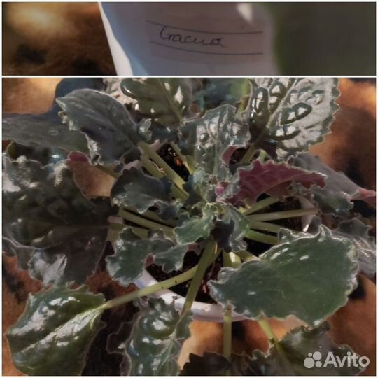 Сортовые фиалки