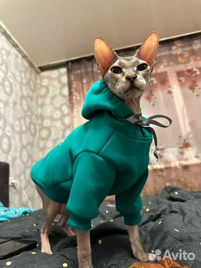 Одежда для кошек