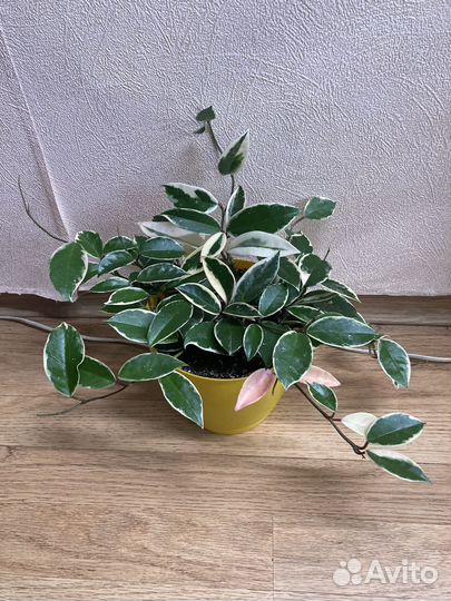 Хойя кримсон квин