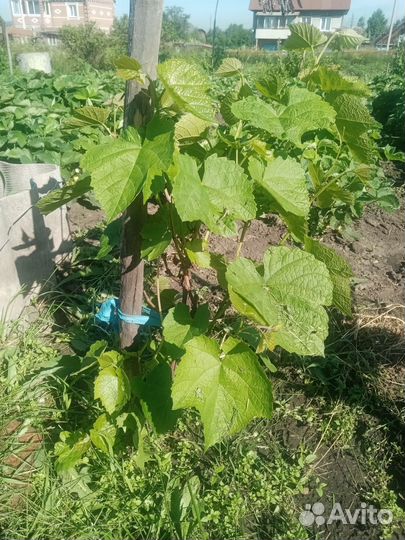 Саженцы винограда