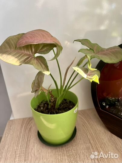 Сингониум Неон