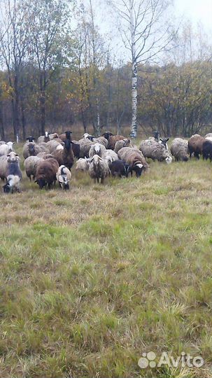 На продажу, овцы, матки, ягнята и козы