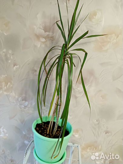 Пальма драцена