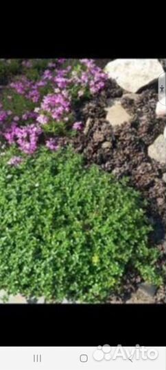 Дейция,Гортензии, хосты