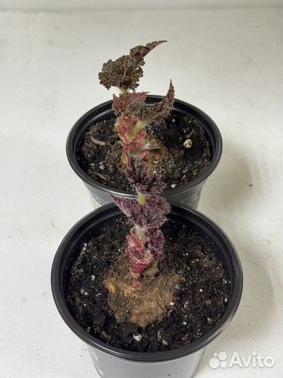 Бегония клубневая