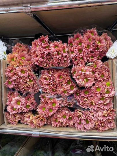 Хризантема кустовая свежий срез быстрая доставка