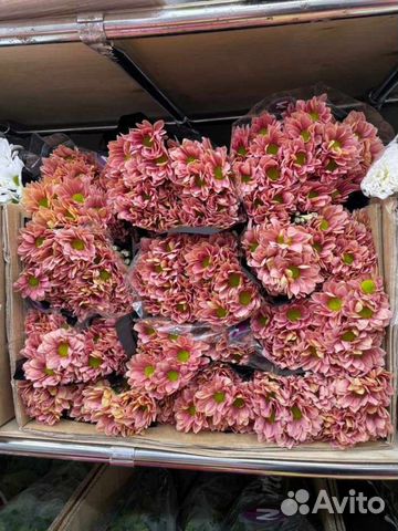 Хризантема кустовая свежий срез быстрая доставка