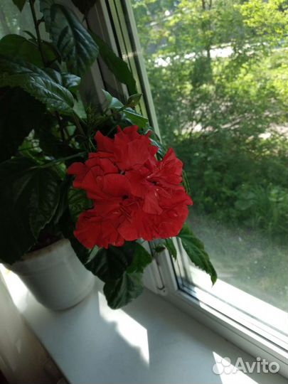 Гибискус (китайский розан), отростки (черенки)