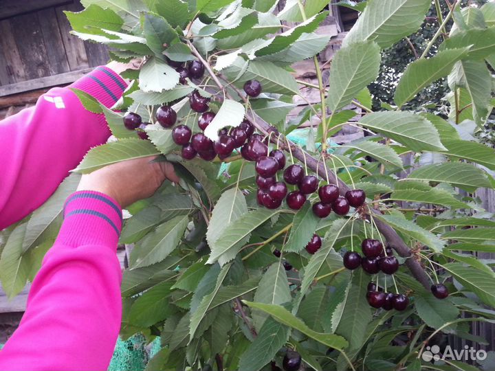 Саженцы плодово-ягодных культур