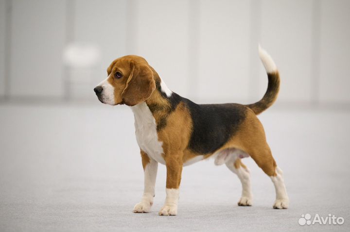 Бигль вязка