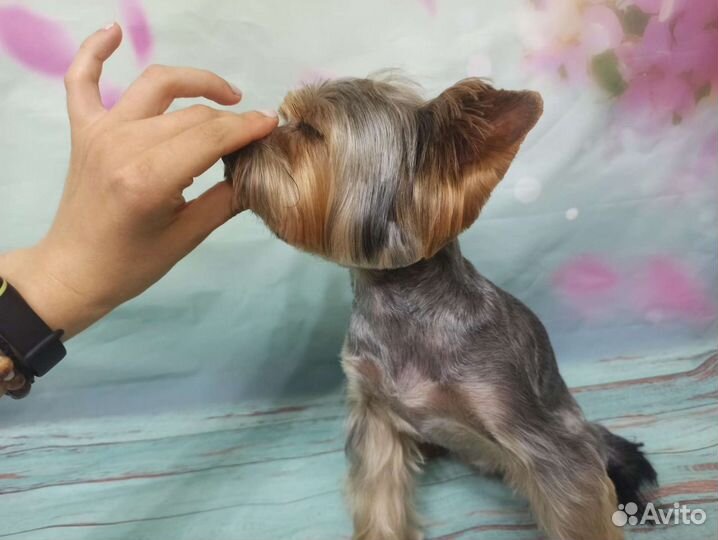 Стрижка (Груминг) животных