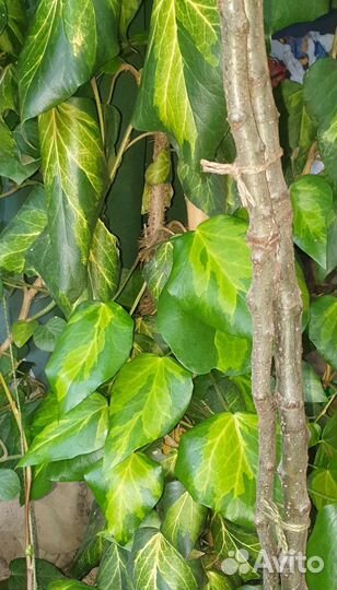 Плющ Салфер хат