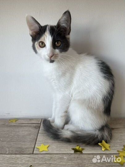 Котята в добрые руки трёхцветные