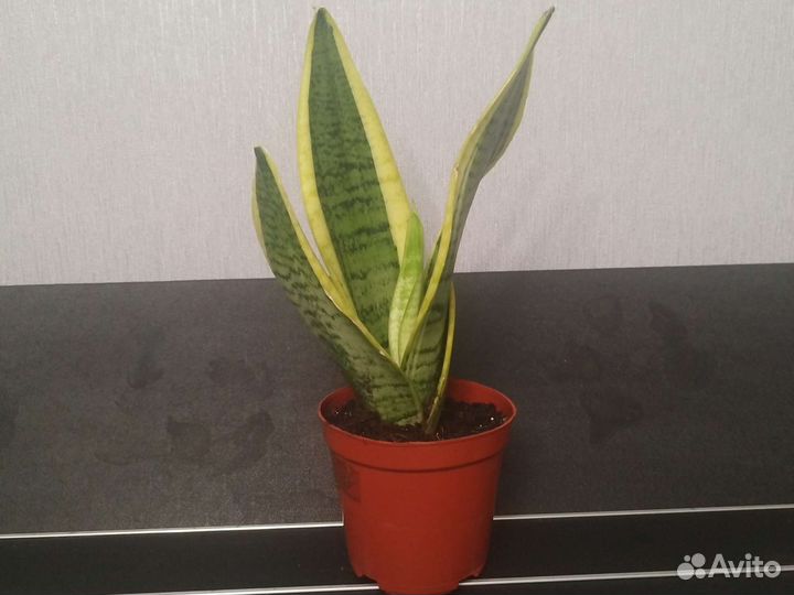 Сансевиерия