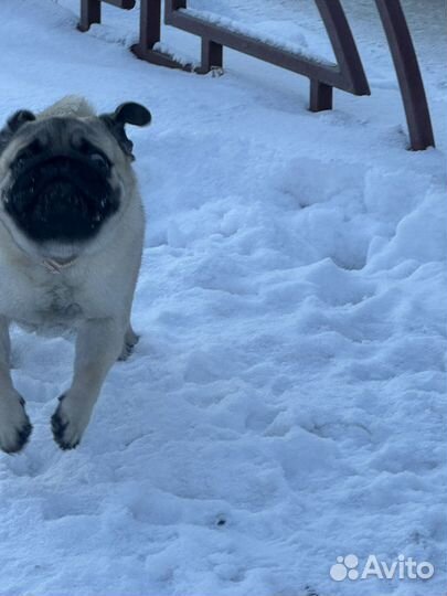 Мопс вязка мальчик