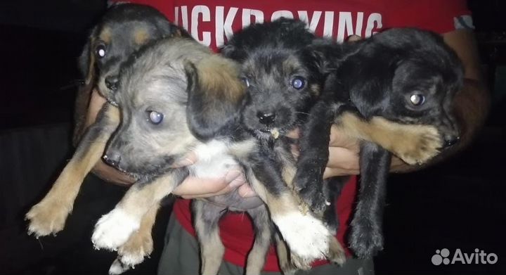 Малыши ищут дом