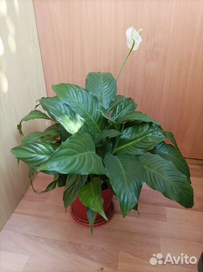 Спатифиллум