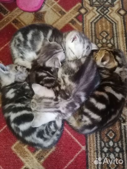 Продаю шотландских котят