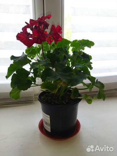 Герань красная