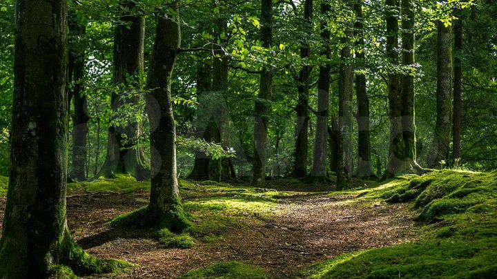 Участок 18 сот. (ИЖС)