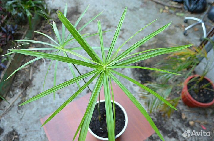 Циперус (Сыть зонтичная)