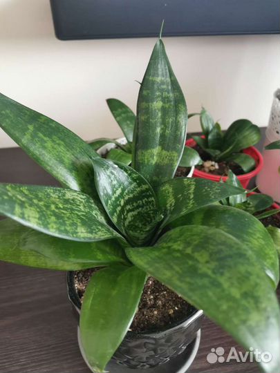 Сансевиерия ханни