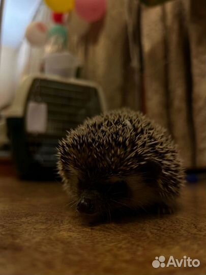 Африканский ежик