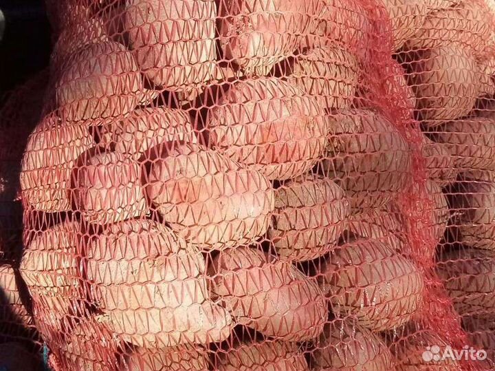 Картофель домашний