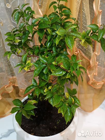 Бугенвелия сорт Глабра,плюмерия розовая