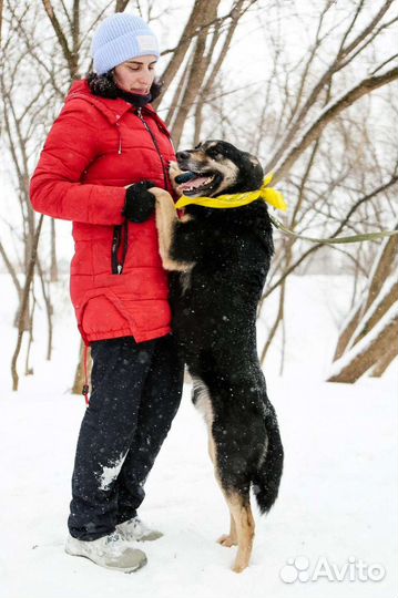 Макс, добрый и преданный